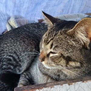 Meet your Posher, Mia